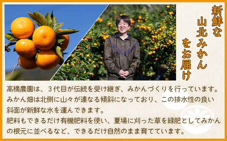 【2026年11月中旬より順次配送】高橋農園 山北みかん5kg(露地・Ｓ～Ｍ)ギフト用 th-0024