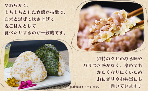 もち麦（ダイシモチ） 合計2.7kg - 国産 穀物 雑穀 大麦 2.7キロ 900g入り×3袋 おにぎり もっちり 食感 もちむぎ ヘルシー 混ぜる まぜるだけ 炊く 米 ごはん yr-0065