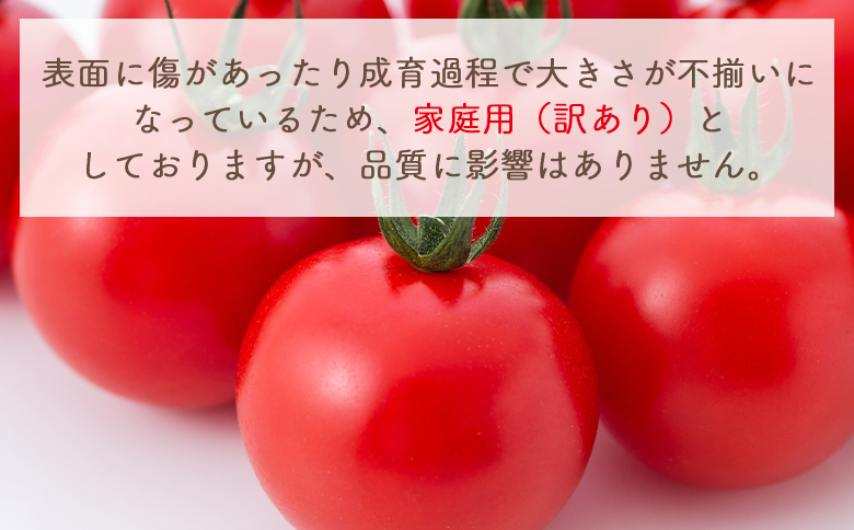 【2026年1月以降発送】フルーツトマト 3ｋｇ 家庭用 yr-0068