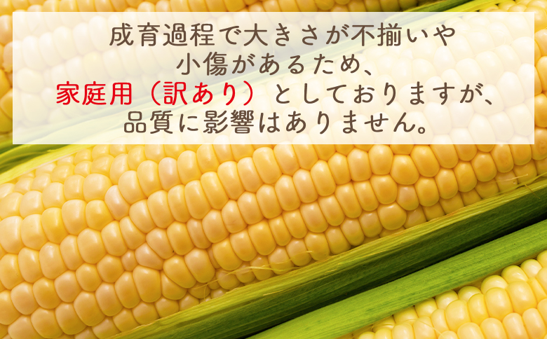 【令和8年6月中旬発送開始】トウモロコシ 10本 家庭用 yr-0076