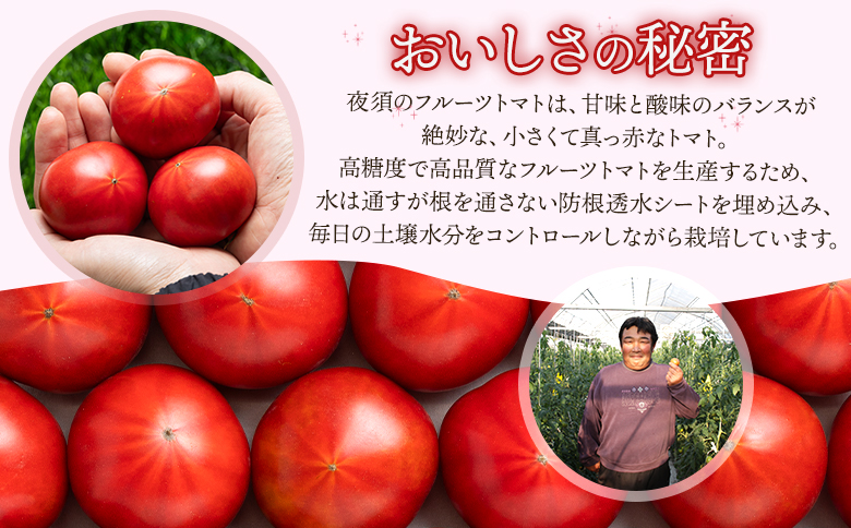 【3回定期便】夜須のフルーツトマト 約2kg Wyu-0027