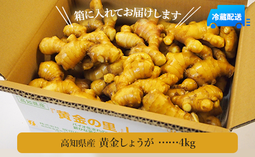 生姜一筋70年の生姜老舗問屋 黄金しょうが4kg Xnb-0008