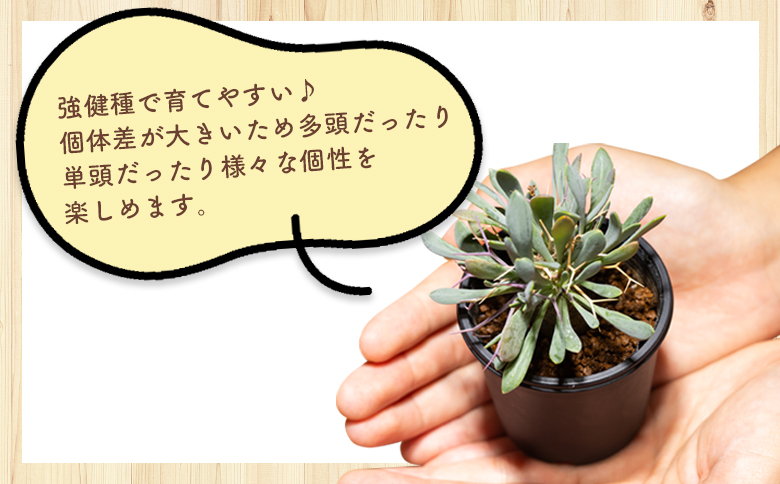 ユーフォルビオイデス オトンナ cc-0003