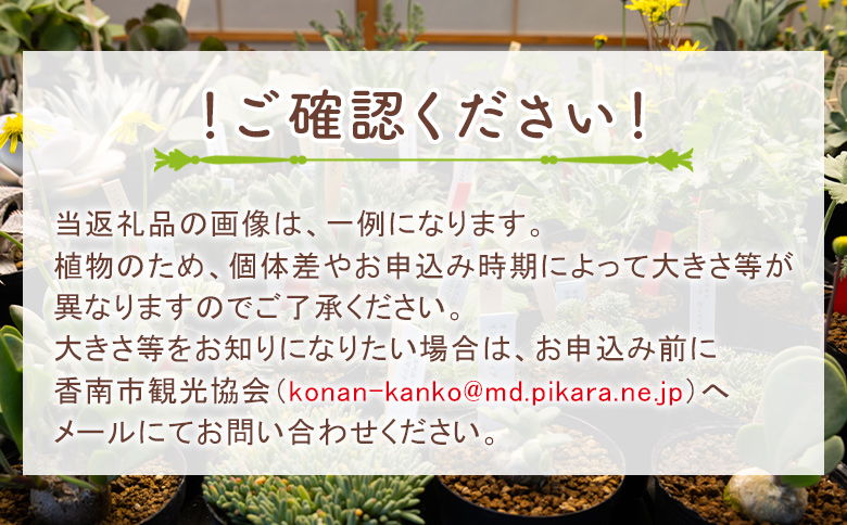 パベルカエ オトンナ cc-0008