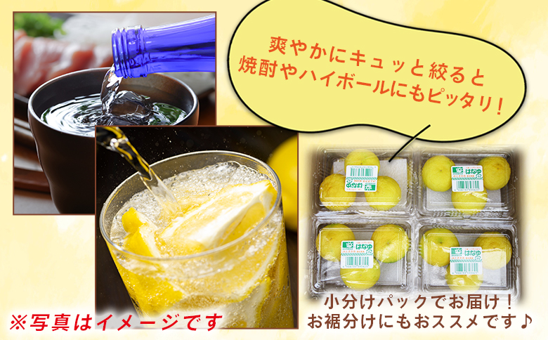 【2026年11月以降順次配送】虎弥太郎 はなゆ黄玉 16パック hy-0004