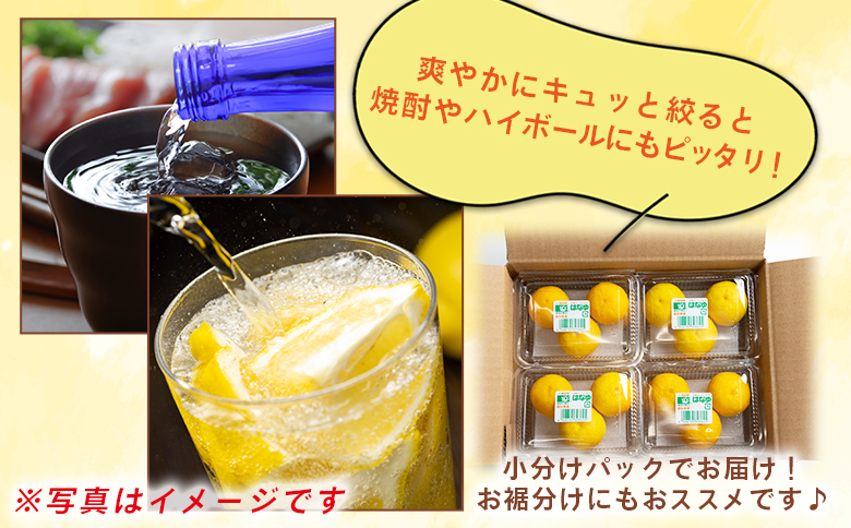 【2026年11月以降順次配送】虎弥太郎 はなゆ黄玉 16パック hy-0004