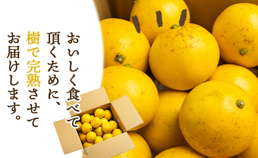 【2026年出荷分】小夏(日向夏) 5kg 訳あり 高知 家庭用 土佐 ハウス小夏 訳あり こなつ 果物 フルーツ 土佐の高知のくだもの畑 【先行予約】 - 柑橘 おいしい 国産 甘い kd-0030