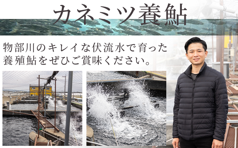 高知県産 生子持ち鮎 3kg 物部川のキレイな伏流水で育った 養殖鮎 詰合せ カネミツ養鮎 kt-0006