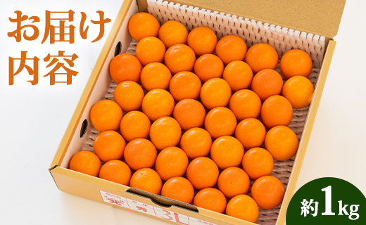 【数量限定】高知の太陽を浴びた 完熟フルーツきんかん 約1kg - 果物 くだもの キンカン 金柑 あまい おいしい 柑橘 送料無料 期間限定 季節もの 高知県 香南市 ku-0032