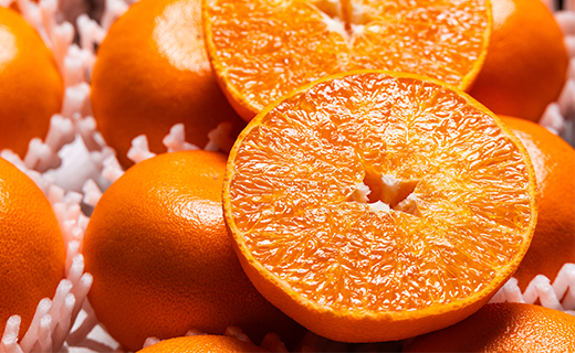 【2026年先行予約】とろっとジューシー柑橘の女王 せとか 8～14玉 ku-0041