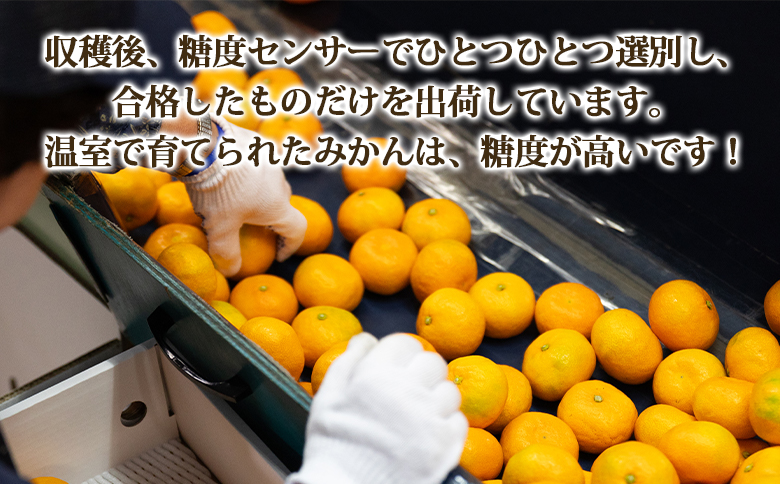 【2026年発送分】山北温室みかん2.5kg 秀品 ハウスみかん 果物 柑橘類 蜜柑 糖度高め フルーツ ku-0051 約2.5kg