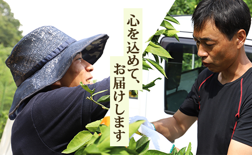 【令和8年10月下旬発送開始】山北みかん 約3kg(露地栽培 2S～Lサイズ） 一度食べたらくせになる！高知県産 ku-0052