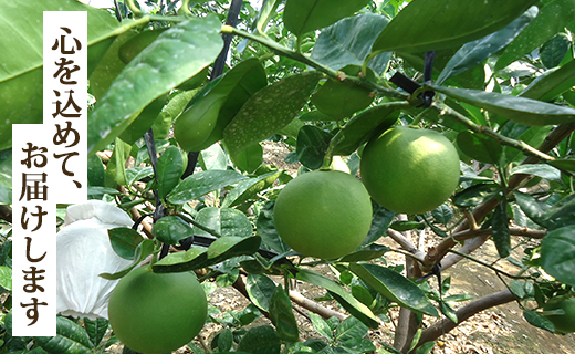 【令和8年9月中旬発送開始】水晶文旦 文旦 高知 3kg 先行受付 高知県香南市産 贈答 - 果物 文旦 ぶんたん ブンタン フルーツ 柑橘 香南市産 高知県 数量限定 期間限定 季節限定 旬 常温 ku-0055 約3kg