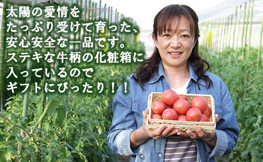 【先行受付】野菜ソムリエが育てた うしの恵 フルーツトマト 1.5kg(化粧箱入) mj-0019