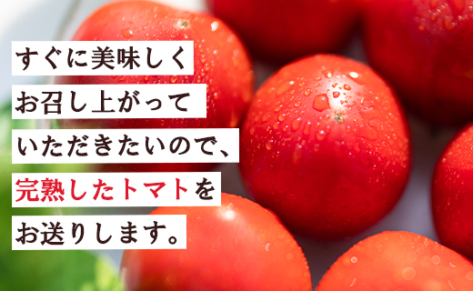 【先行受付】家庭用 野菜ソムリエが育てた フルーツトマト 500g×6袋 合計3kg mj-0022