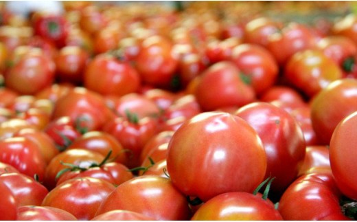 【先行受付】野菜ソムリエが育てた うしの恵 フルーツトマト籠入り1kg mj-0023