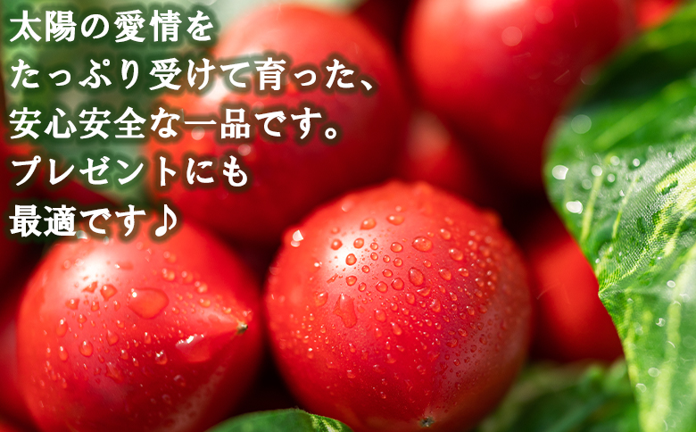 野菜ソムリエが育てた うしの惠フルーツトマト500g＋トマトジュース4本 mj-0026