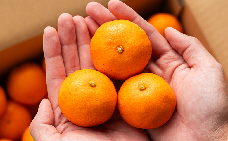 【数量限定】山のてっぺん 間城農園 みかん 約3kg - 送料無料 温州みかん ミカン 蜜柑 フルーツ 柑橘 果物 くだもの 甘い あまい おいしい 期間限定 配送日指定不可 高知県 香南市【常温】ms-0045