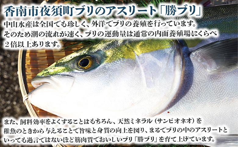 ぶり 半身 鰤 フィレ 約3.2kg～3.9kg 刺身 - 期間限定 魚 ぶり 鰤 寒ブリ 海鮮 鮮魚 魚介類 切り身 海の幸 ギフト お刺身 煮物 焼き魚 おかず 産地直送 のし対応可 高知県 香南市 ny-0011