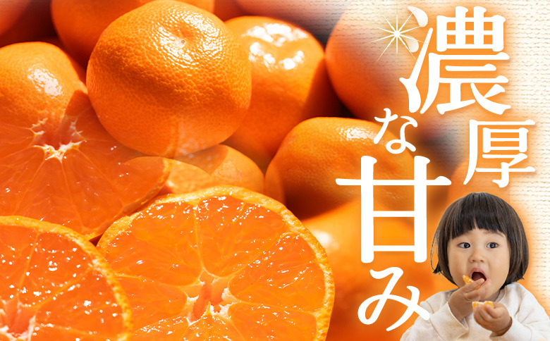 【2026年10月下旬発送】露地みかん(2S～Mサイズ) 5kg 贈答用 （傷み補償分 ＋約100g） om-0004