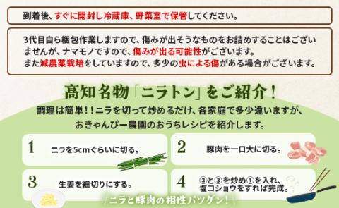 香南市産 ニラ 約5kg（100g×50束）- にら 韮 香味野菜 やさい 葉物 新鮮 生 料理 もつ鍋 餃子 饅頭 キムチ チヂミ 炒め物 おひたし 直送 国産 肉厚 高知県 on-0014