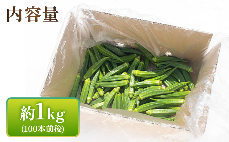 【2026年発送分】オクラ1kg(100本前後) - おくら 野菜 やさい 新鮮 朝どれ 朝採れ 朝収穫 季節 旬 露地栽培 国産 香南市産 おきゃんぴー農園 高知県 香南市 冷蔵 on-0032 約1kg（100本前後）