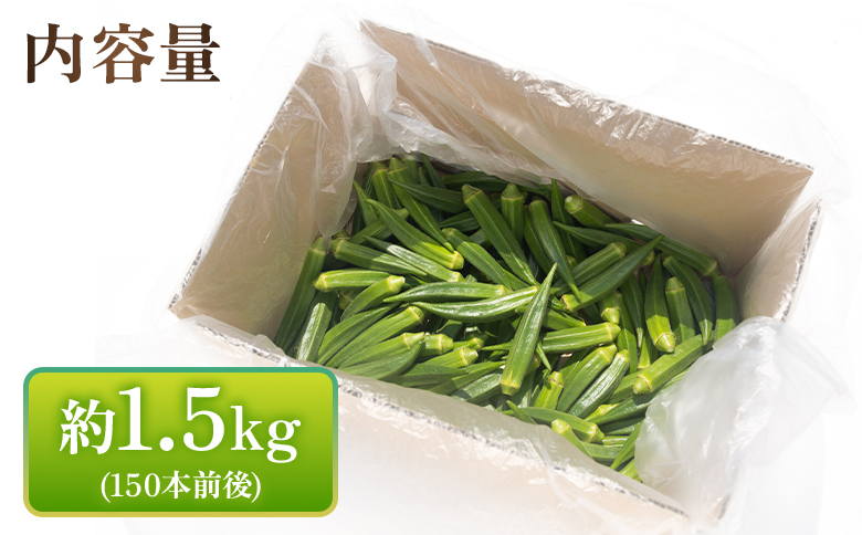 【2026年発送分】オクラ 1.5kg(150本前後) - おくら 野菜 やさい 新鮮 朝どれ 朝採れ 朝収穫 季節 旬 露地栽培 国産 香南市産 おきゃんぴー農園 高知県 香南市 冷蔵 on-0033 約1.5kg（150本前後）