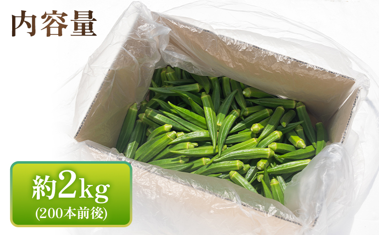 【2026年発送分】オクラ 2kg(200本前後) - おくら 野菜 やさい 新鮮 朝どれ 朝採れ 朝収穫 季節 旬 露地栽培 国産 香南市産 おきゃんぴー農園 高知県 香南市 冷蔵 on-0034 約2kg（200本前後）