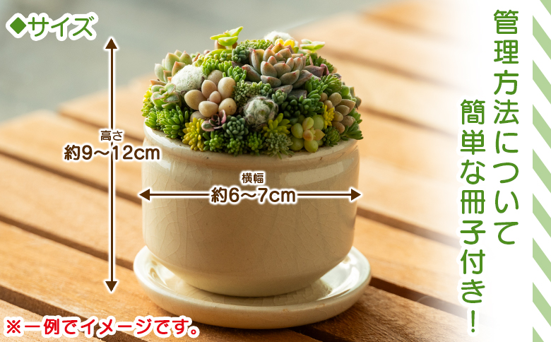 多肉植物 多肉 寄せ植え 1個 - 鉢植え インテリア ガーデニング おしゃれ グリーン プレゼント 観葉植物 多肉 植物 寄せ植え かわいい お楽しみ 自然 PUKUTTO 高知県 香南市 pk-0004