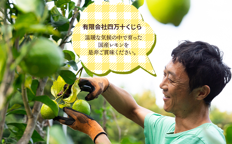 レモン 1kg - 香南市産 国産 檸檬 れもん 果物 くだもの フルーツ 野菜 柑橘 果汁 料理 アレンジ はちみつレモンパウンドケーキ 高知県 香南市 常温 冷蔵 sj-0008 約1kg
