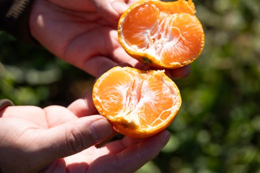 【2026年11月中旬より順次配送】高橋農園 山北みかん3kg(露地・Ｓ～Ｍ)ギフト用 th-0023