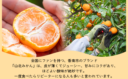 訳あり 山北みかん ご家庭用 約5kg（約40～60個） 山北みらい - 果物 フルーツ 柑橘類 温州みかん ミカン 蜜柑 訳アリ わけあり 生産者応援 甘い おいしい 高知県 香南市 yk-0058