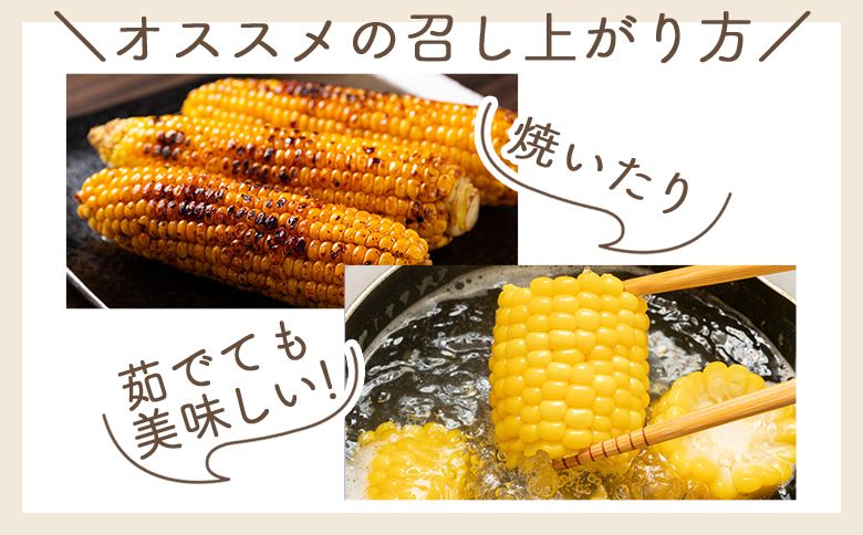 【令和8年6月中旬発送開始】トウモロコシ 20本 家庭用 yr-0077