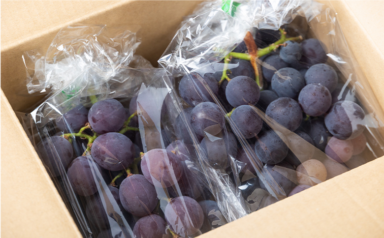 ぶどう 藤稔 6P yr-0100