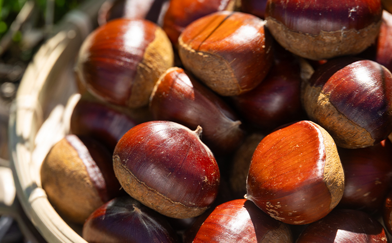 栄養豊富な秋の味覚 クリ（栗） 1袋（1kg） yr-0102