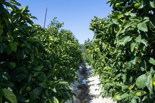 【みかん定期便 4回】土佐乃かなやの家庭用みかん5kg(Lサイズ)×4回 合計20kg Wbe-0123