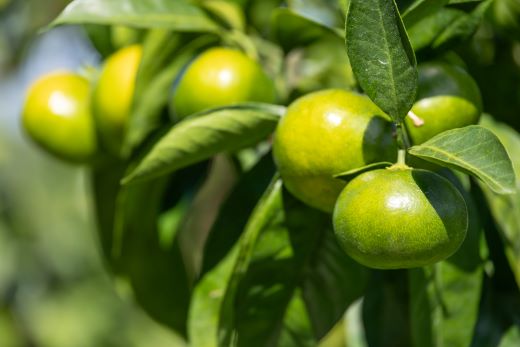 【みかん定期便 4回】土佐乃かなやの家庭用みかん10kg(Lサイズ)×4回 合計40kg Wbe-0124