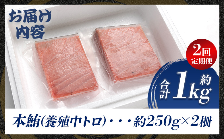 中トロ 定期便 2回 約250g 2冊 養殖 本マグロ 合計1kg Woo-0022 【2回定期便】 約250g×2柵