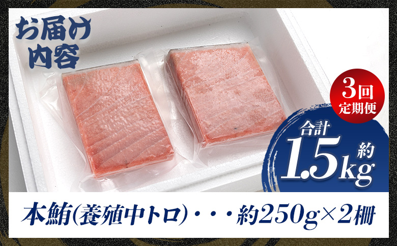 中トロ 定期便 3回 約250g 2冊 養殖 本マグロ 合計1.5kg Woo-0023 【3回定期便】 約250g×2柵