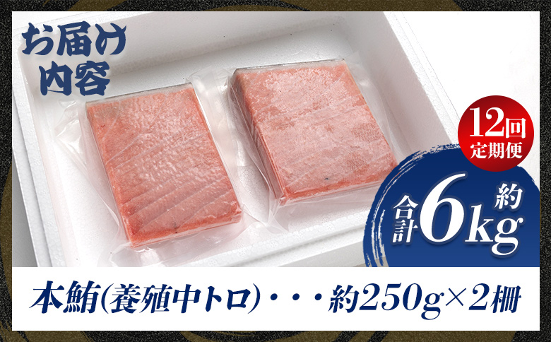 中トロ 定期便 12回 約250g 2冊 養殖 本マグロ 合計6kg Woo-0025 【12回定期便】 約250g×2柵
