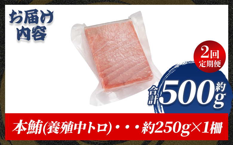 中トロ 定期便 2回 約250g 本マグロ Woo-0027 【2回定期便】 約250g×1柵