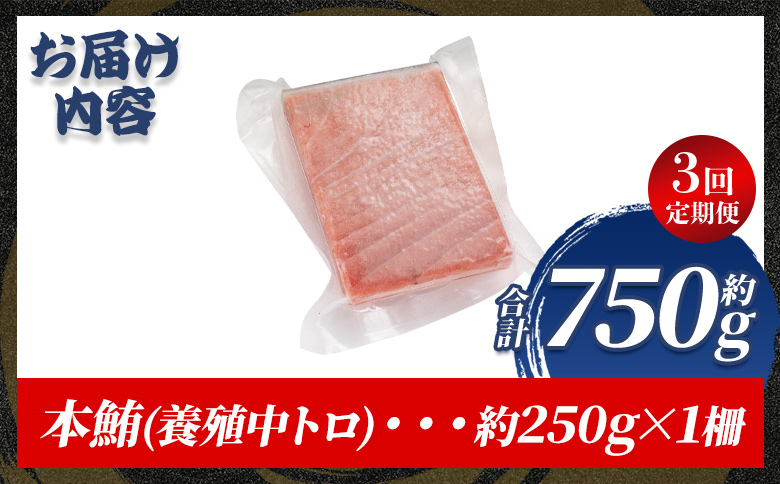 中トロ 定期便 3回 約250g 1冊 本マグロ Woo-0028 【3回定期便】 約250g×1柵