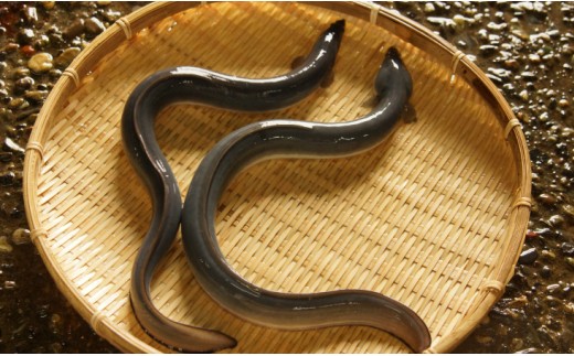 【12回定期便】台湾産 きざみうなぎ蒲焼き 6袋 たれ・山椒付き 合計72袋 Wss-0058