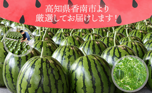 【３回定期便】ルナ・ピエナスイカ(大玉) 1玉 Wyu-0042