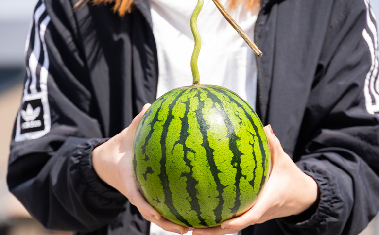 【２回定期便】ルナ・ピエナスイカ(中玉) 1玉 Wyu-0063 1玉【2回定期便】 中玉