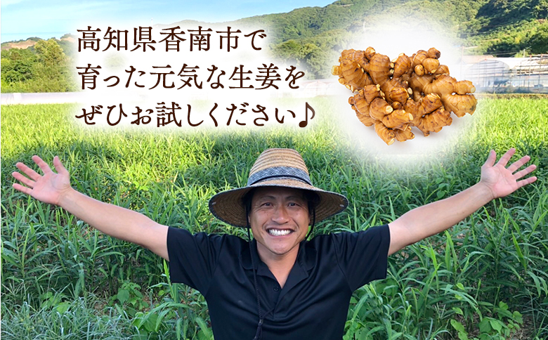 生姜 20kg 香南市産 別役の生姜 bc-0024
