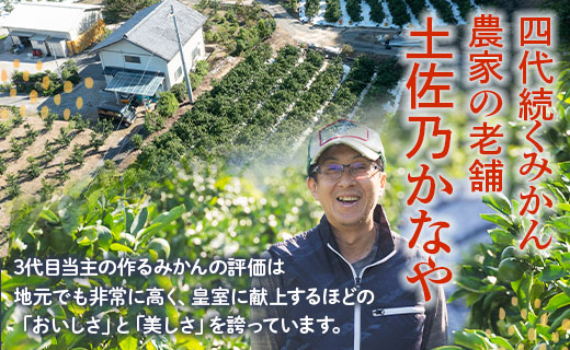 【2026年9月中旬より順次配送】家庭用 訳あり グリーンみかん 約10kg 家庭用 フルーツ みかん 柑橘 be-0113