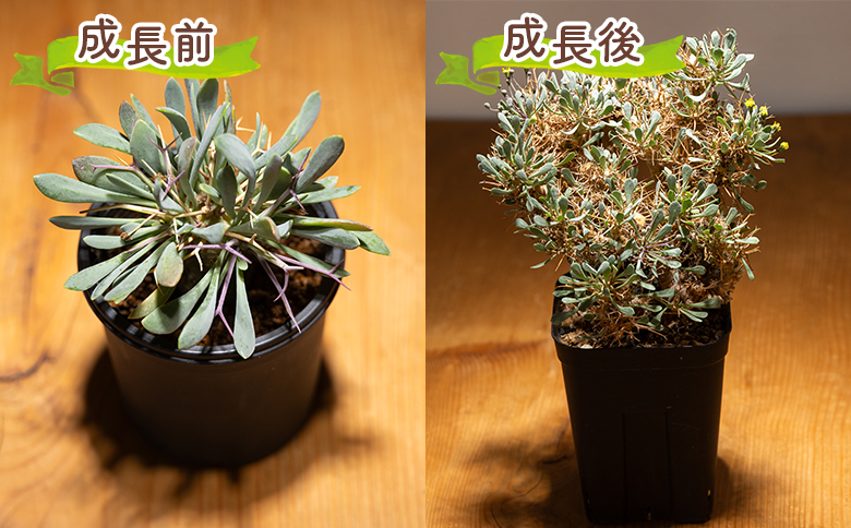 ユーフォルビオイデス オトンナ cc-0003