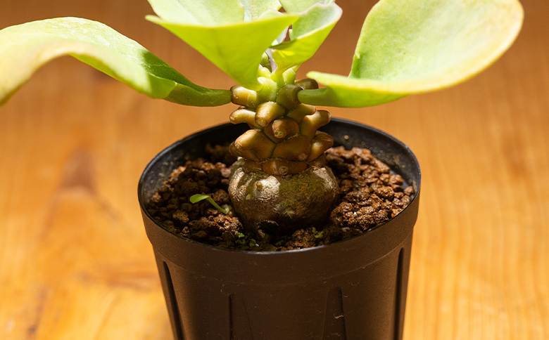 ヘレー オトンナ cc-0007