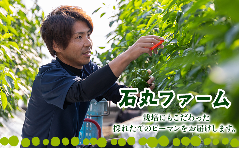 【先行受付】高知県香南市産採れたてピーマン3kg - 野菜 やさい 新鮮 国産 肉厚 炒め物 肉詰め 料理 高知県 香南市 冷蔵 im-0004